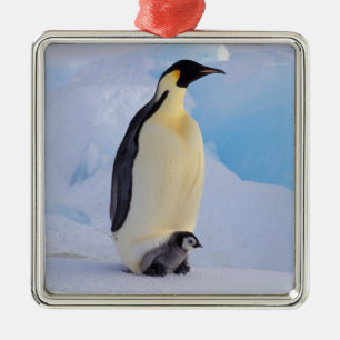 Kaiserpinguin Aptenodytes Silbernes Ornament