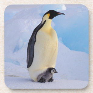 Kaiserpinguin   Aptenodytes Untersetzer