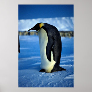 Kaiserpinguin im Mondlicht Poster