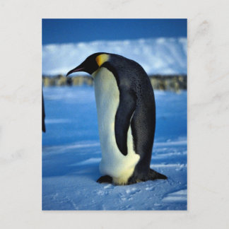 Kaiserpinguin im Mondlicht Postkarte