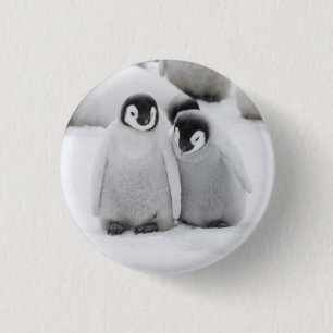 Kaiserpinguin-Küken auf Eis in der Antarktis Button