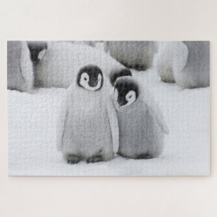 Kaiserpinguin-Küken auf Eis in der Antarktis Puzzle