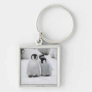 Kaiserpinguin-Küken auf Eis in der Antarktis Schlüsselanhänger