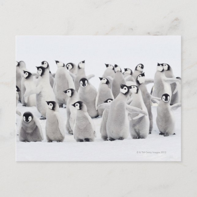 Kaiserpinguin Postkarte (Vorderseite)