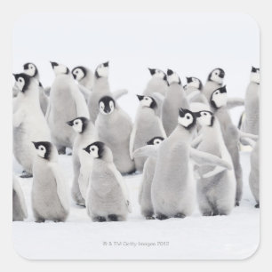 Kaiserpinguin Quadratischer Aufkleber