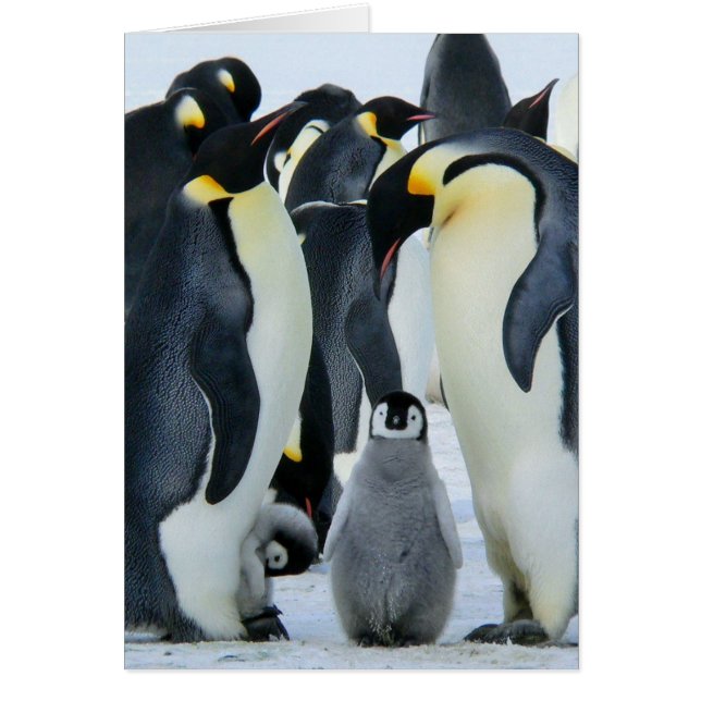 Kaiserpinguine (Vorne)