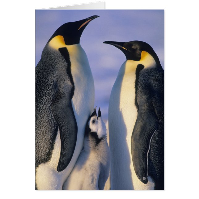 Kaiserpinguine (Aptenodytes forsteri) Erwachsene (Vorne)