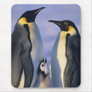 Kaiserpinguine (Aptenodytes forsteri) Erwachsene Mousepad