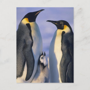 Kaiserpinguine (Aptenodytes forsteri) Erwachsene Postkarte