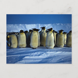 Kaiserpinguine durch Mondlicht Postkarte