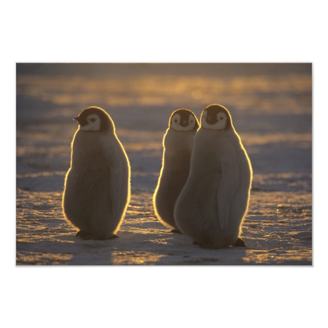 Kaiserpinguine Fotodruck (Vorne)