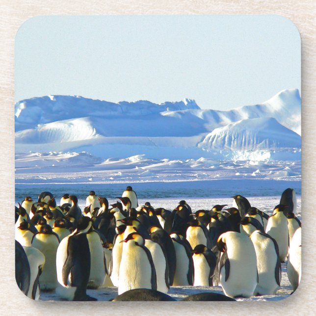 Kaiserpinguine Getränkeuntersetzer (Vorderseite)