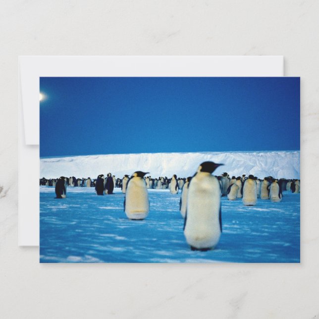 Kaiserpinguine im Mondlicht, Antarktis (Vorderseite)