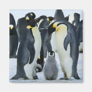 Kaiserpinguine Magnet