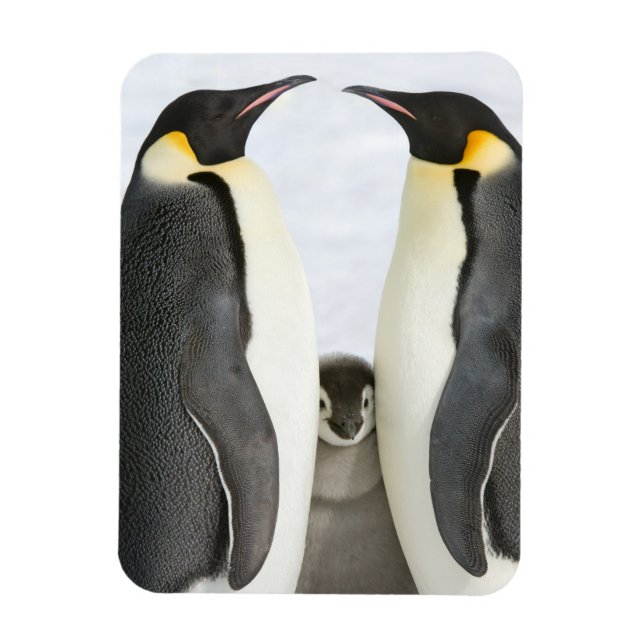 Kaiserpinguine mit Kick - Magnet (Vertikal)