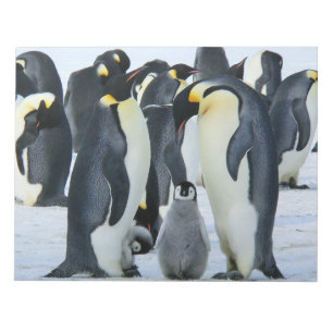 Kaiserpinguine Notizblock