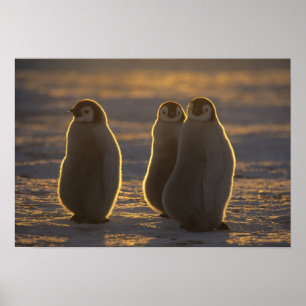 Kaiserpinguine Poster