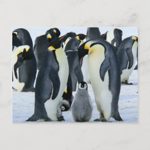 Kaiserpinguine Postkarte