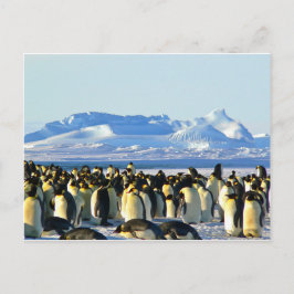 Kaiserpinguine Postkarte