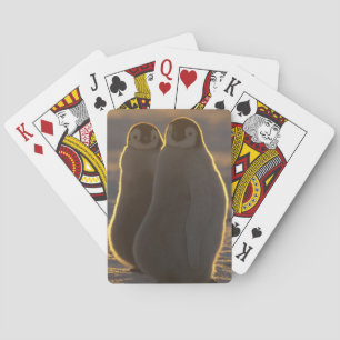 Kaiserpinguine Spielkarten