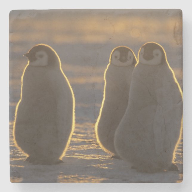 Kaiserpinguine Steinuntersetzer (Vorderseite)