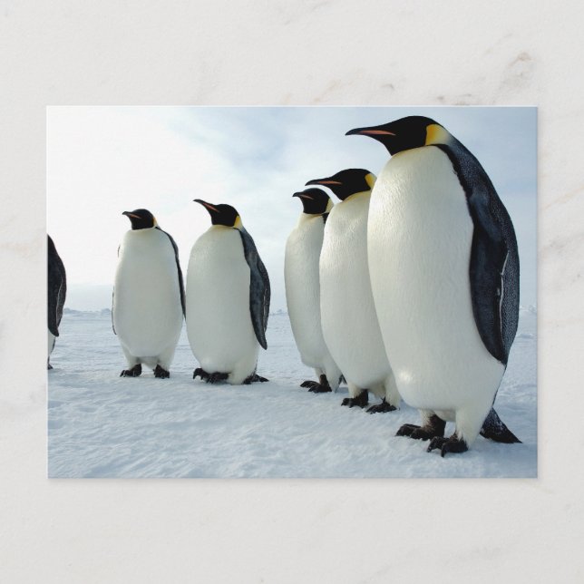 Kaiserpinguine zusammengesteckt postkarte (Vorderseite)