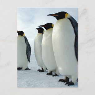 Kaiserpinguine zusammengesteckt postkarte