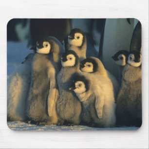 Kaiserpinguinküken in Kinderkrippe, Aptenodytes Mousepad