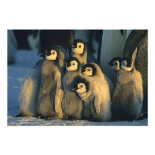 Kaiserpinguinküken in Kinderstube, Aptenodytes Fotodruck
