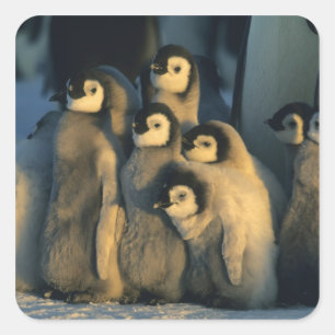 Kaiserpinguinküken in Kinderstube, Aptenodytes Quadratischer Aufkleber