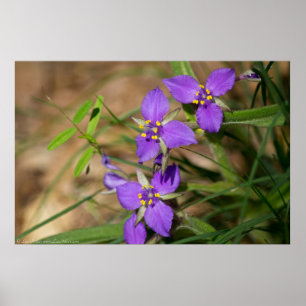 Kakade von Violet Hued Spiderwort Poster