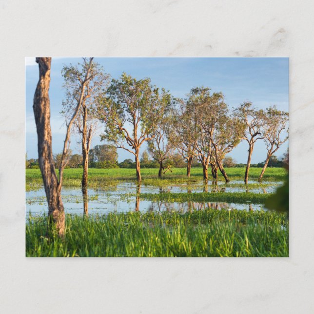 Kakadu billabong Northern Territory Australien Postkarte (Vorderseite)