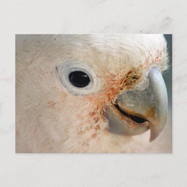 Kakadu Postkarte (Vorderseite)