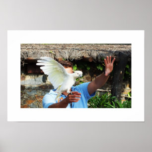 Kakadu zeigt einen Flügel Poster