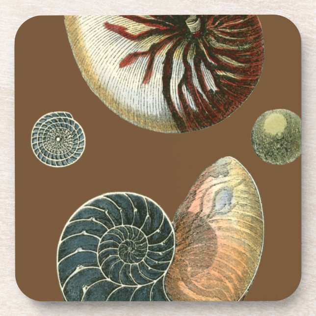 Kakao-Muschel Getränkeuntersetzer (Vorderseite)