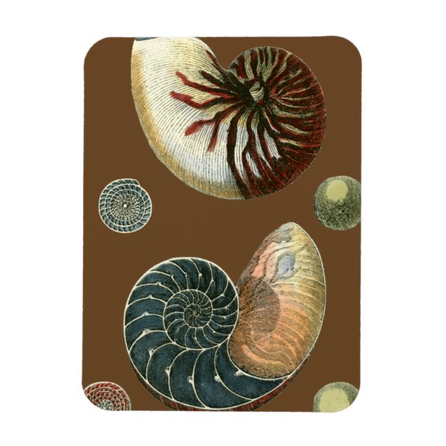 Kakao-Muschel Magnet (Vertikal)