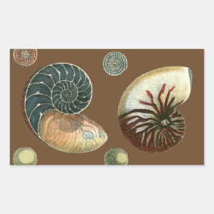 Kakao-Muschel Rechteckiger Aufkleber