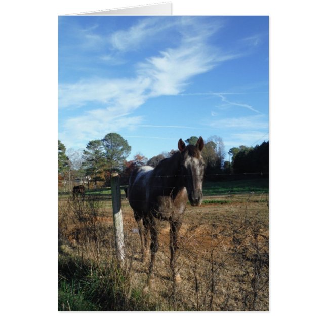 Kakao- und Cremopferpferd (Vorne)