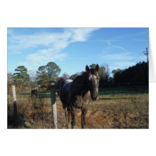 Kakao- und Cremopferpferd