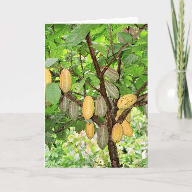 Kakaobaum Karte (Vorderseite)