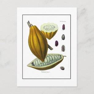 Kakaobohne Vintage-Illustrationskarte Postkarte
