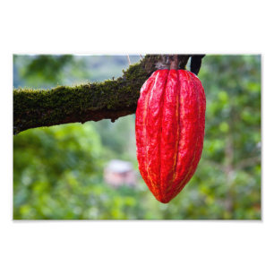 Kakaoschote rot fotodruck