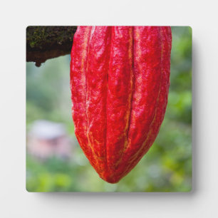 Kakaoschote rot fotoplatte