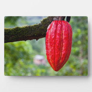 Kakaoschote rot fotoplatte