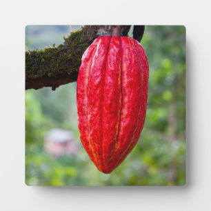 Kakaoschote rot fotoplatte