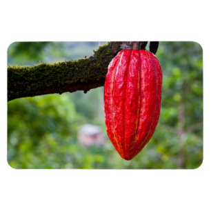 Kakaoschote rot magnet