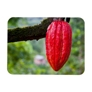 Kakaoschote rot magnet