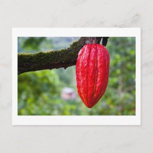 Kakaoschote rot postkarte