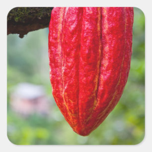 Kakaoschote rot quadratischer aufkleber