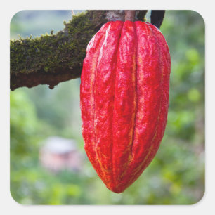 Kakaoschote rot quadratischer aufkleber